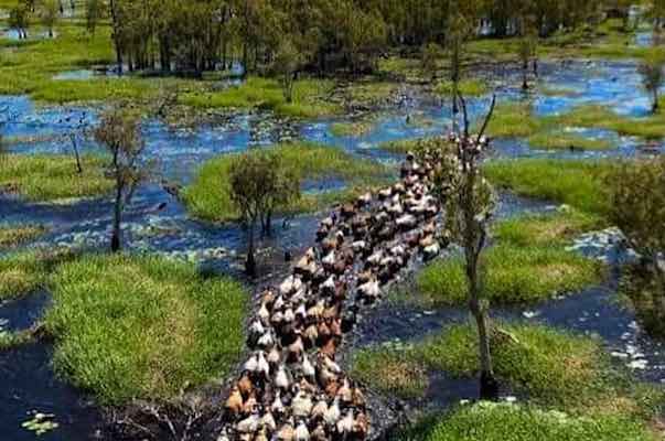 A herd rushing through the floodplain