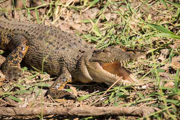 Crocodiles throughout the Corroboree Billabong 