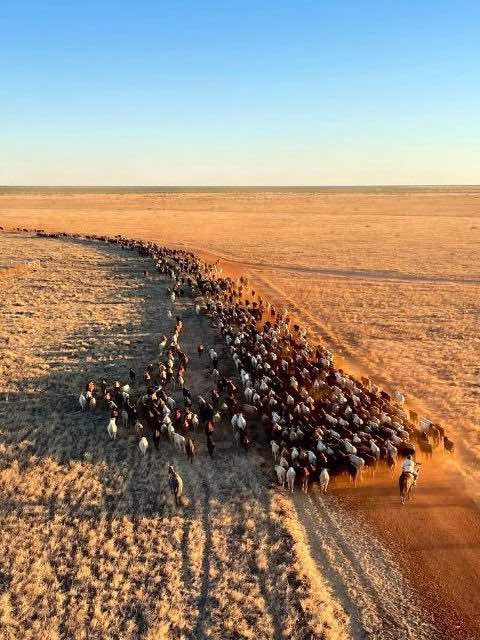 Aerial mustering services NT